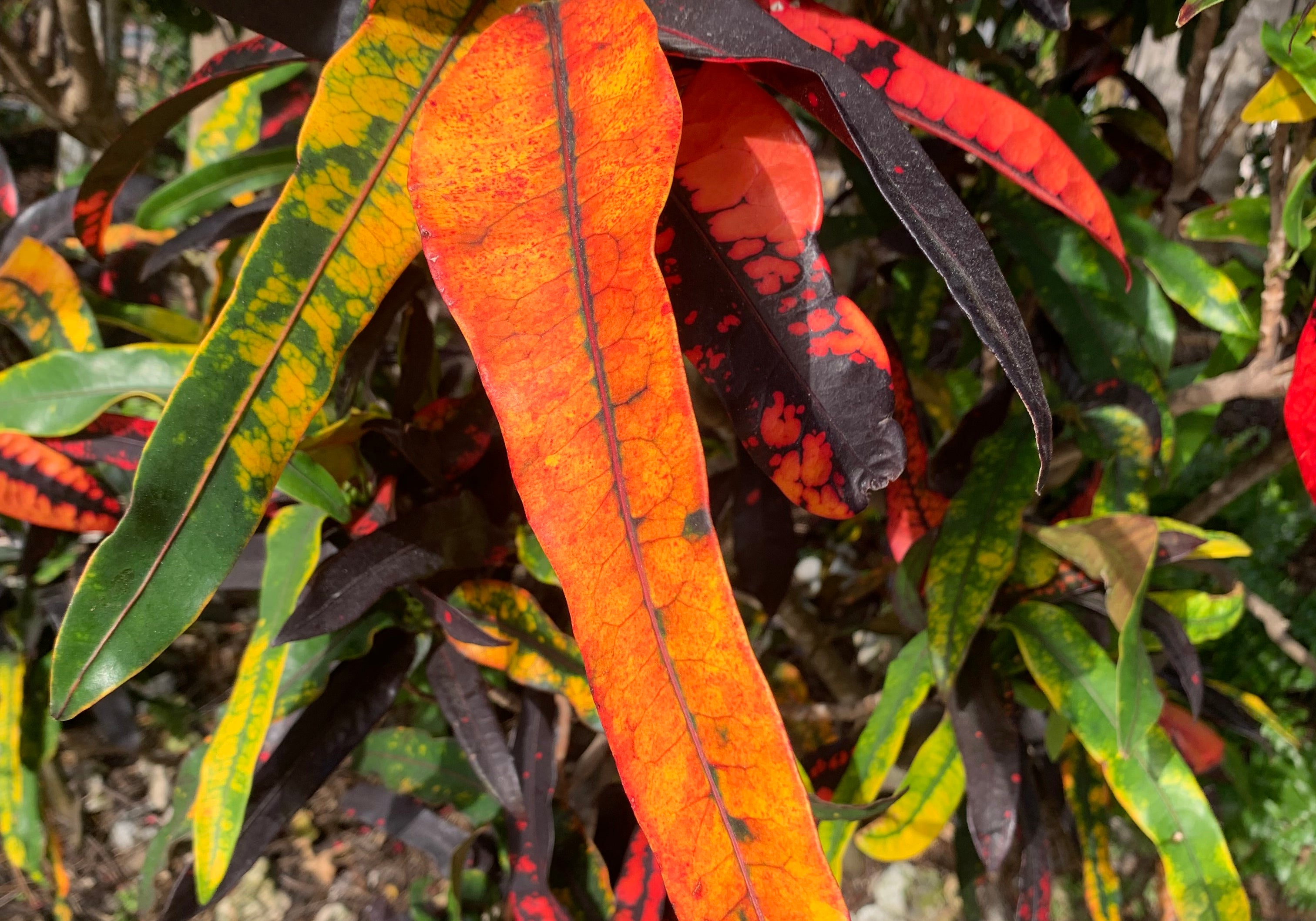 The Captiva Collection